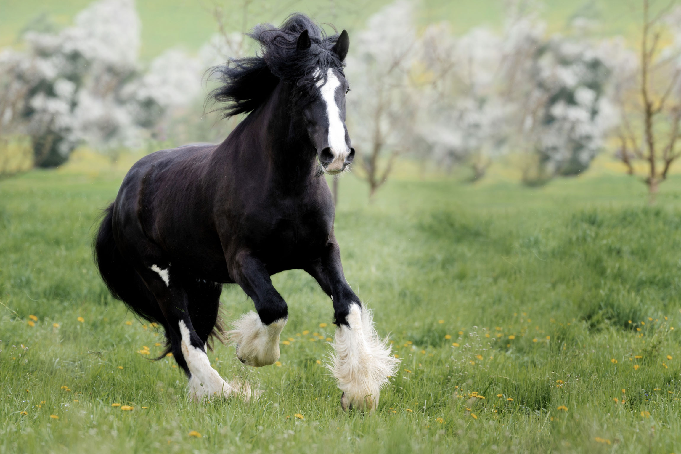 Draught Horse Breeds Uk