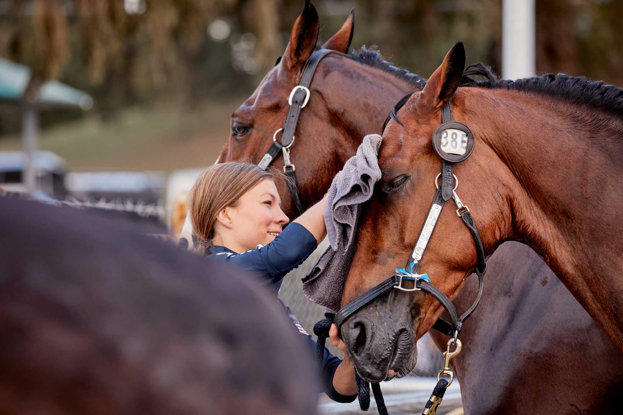 New Equine Welfare Strategy Action Plan is Approved