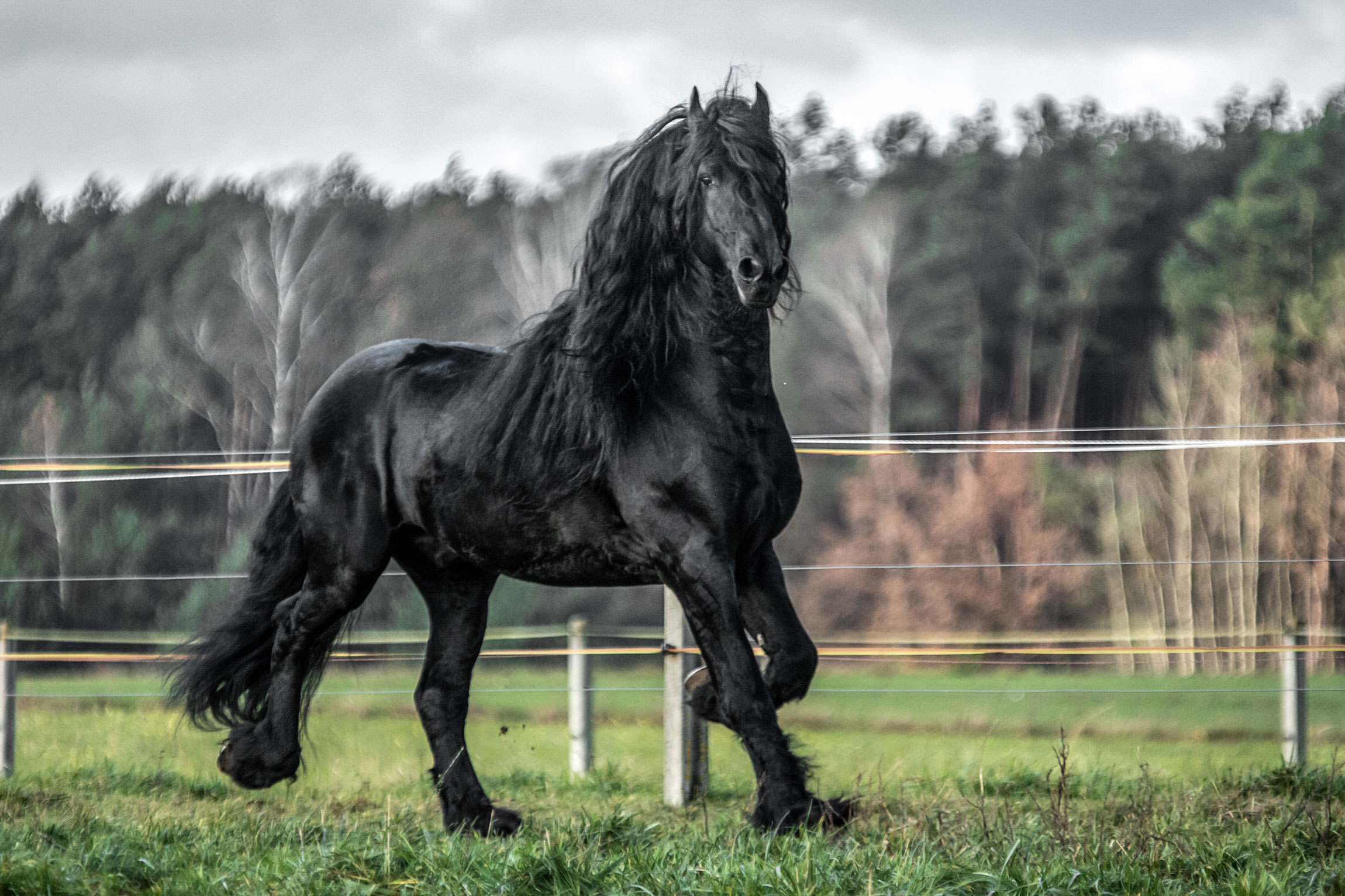 Promo Code For Friesian Stallion Show