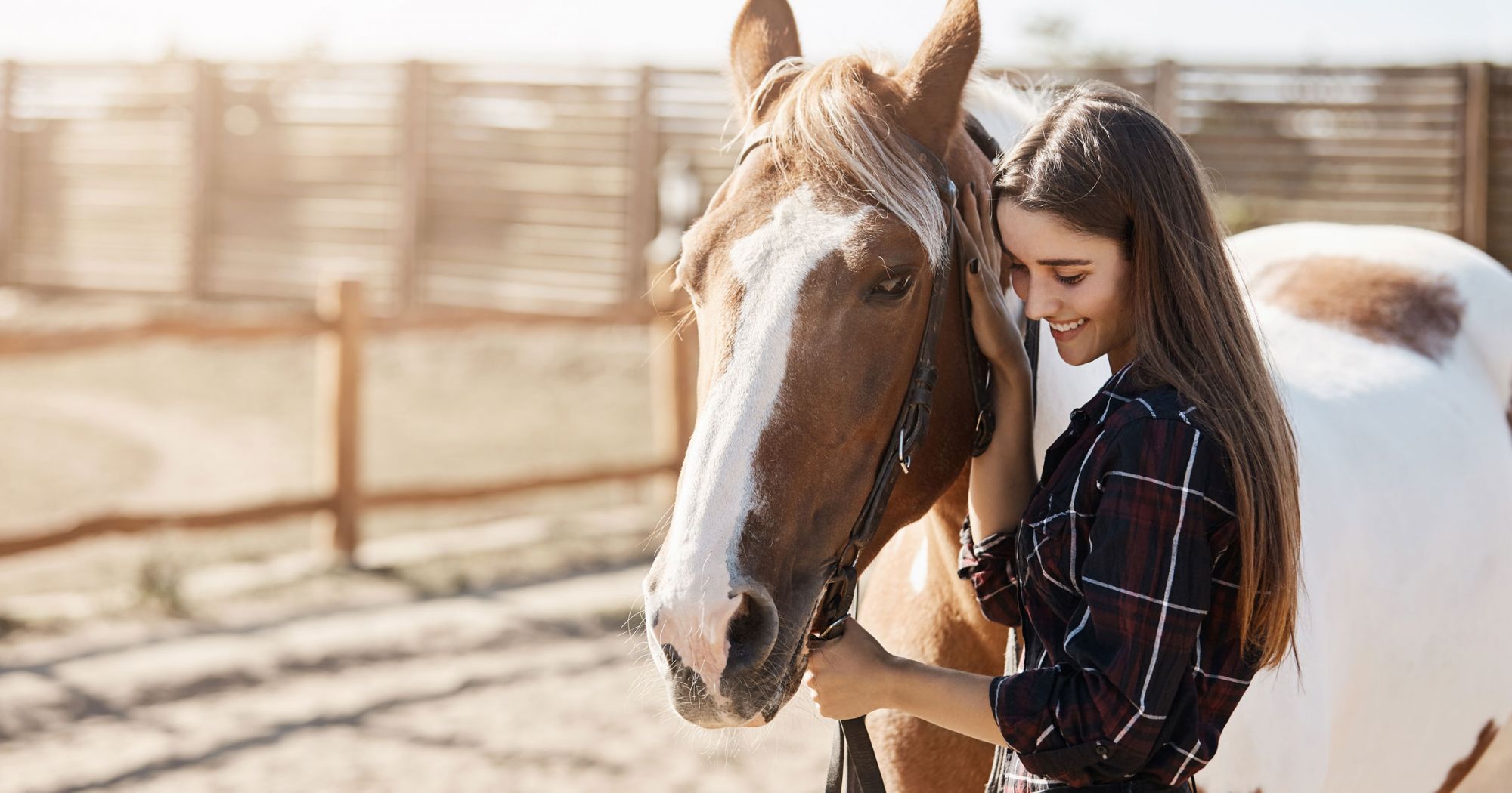 buy horse feed near me
