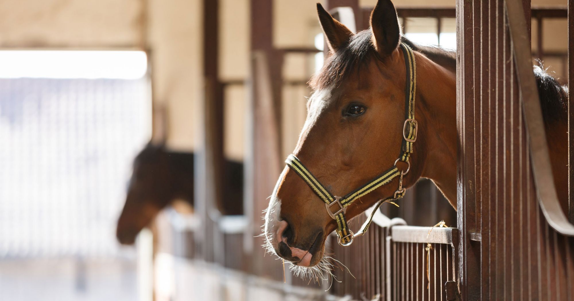 oxyuris in horses