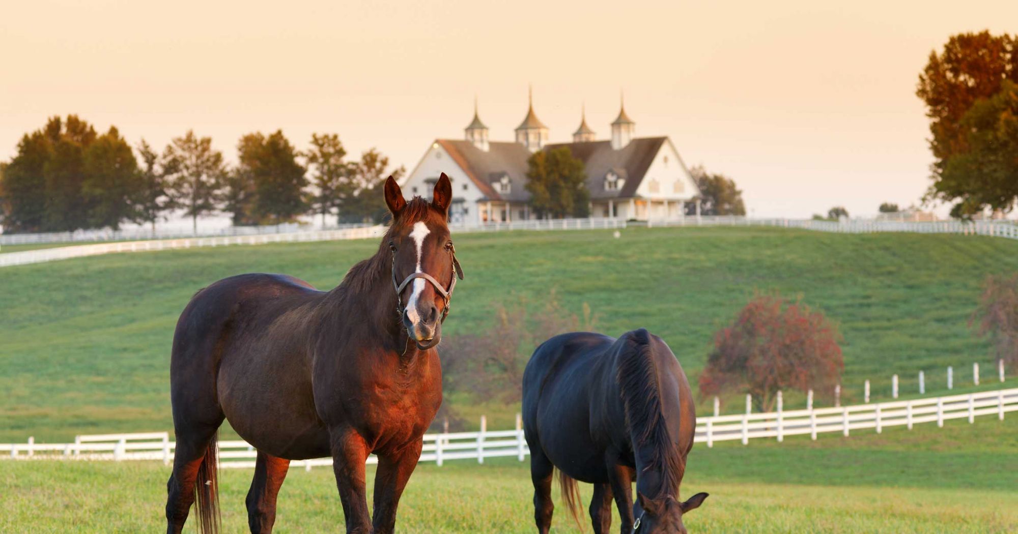 7 Tips for Equestrian Property Buyers