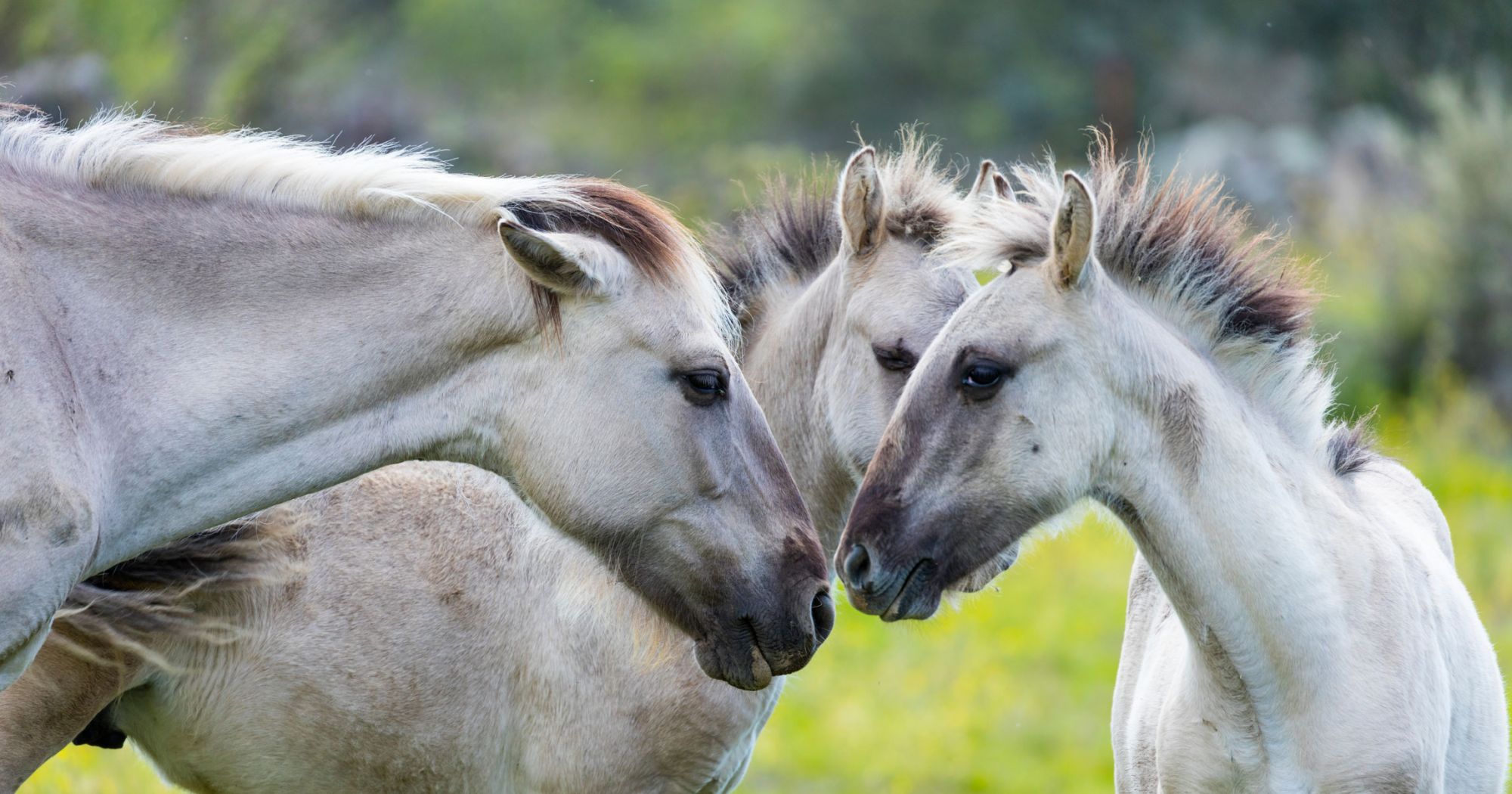 Image Cheval, Étalon, Cheval Mustang | TOP images de fond Image Cheval, Étalon, Cheval Mustang | TOP images de fond