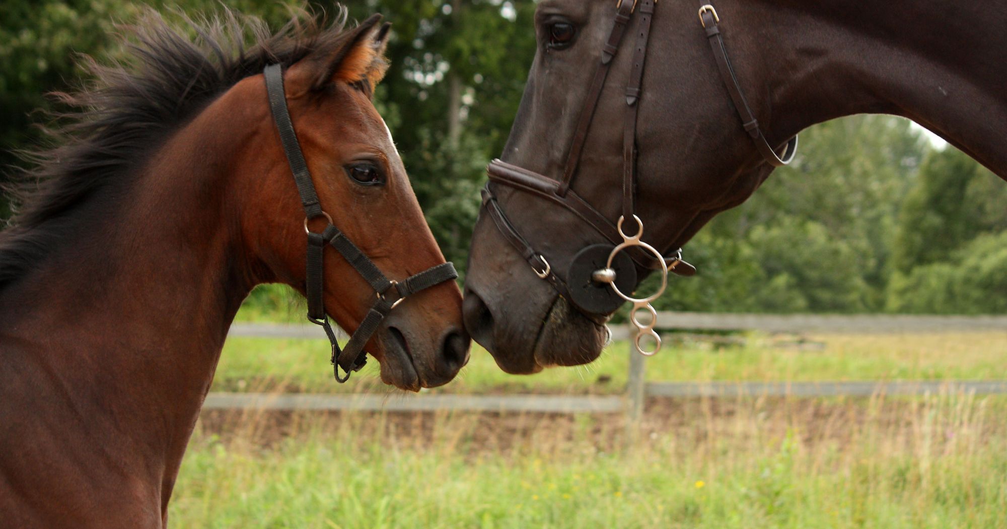 Horsey Daddies